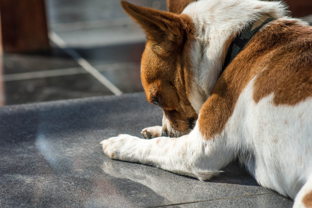 吉娃娃图片下载