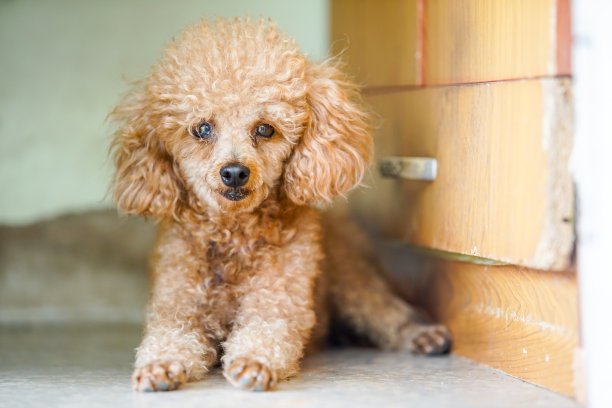贵宾犬的狗图片下载