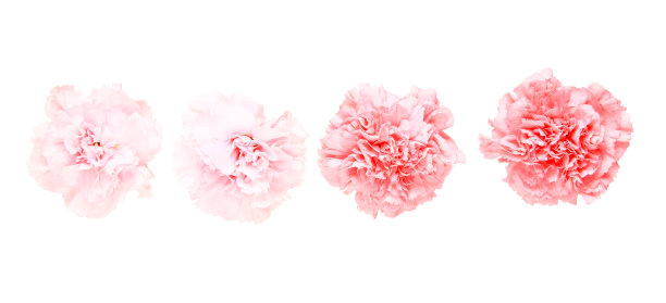 康乃馨照片素材ID：130072960