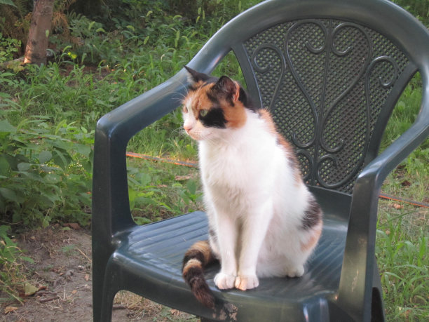 我的猫图片下载