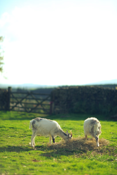 山羊的观点图片下载