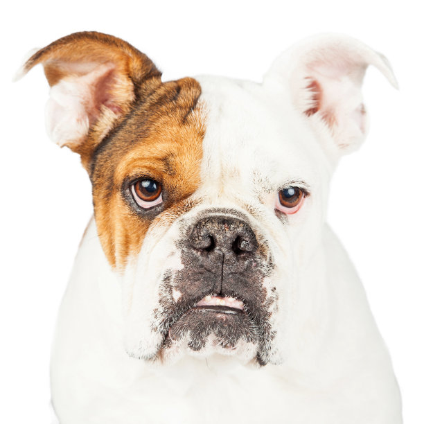 英国斗牛犬特写可爱的脸图片下载