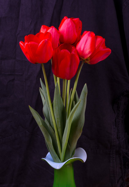 一束红色郁金香图片下载