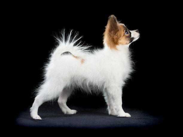 肖像蝶耳犬小狗在黑色的背景图片下载