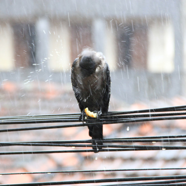 多雨的乌鸦图片下载