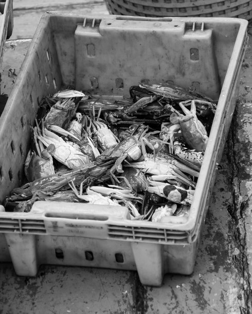 在鱼市场的绿色塑料盒子里的螃蟹图片下载