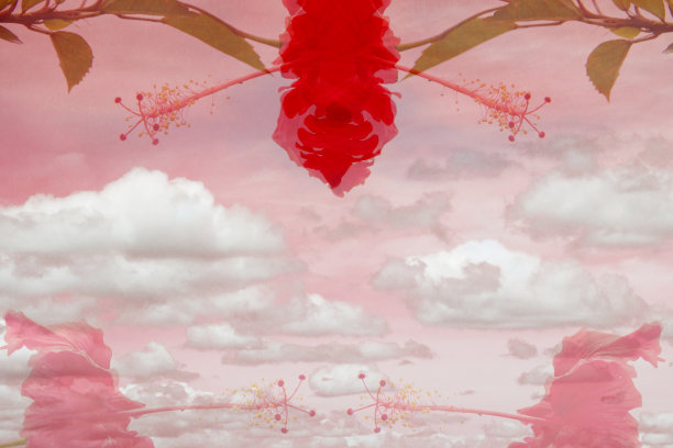 花是红色的，天空是粉红色的图片下载