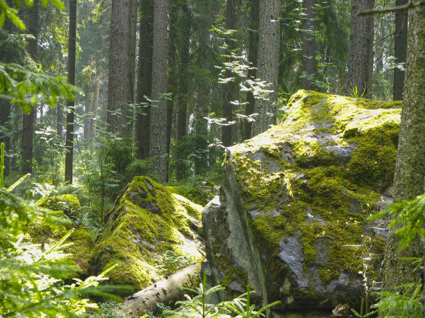 长满青苔的石头图片下载