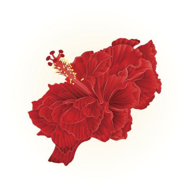 红色木槿简单的波纹向量图片下载