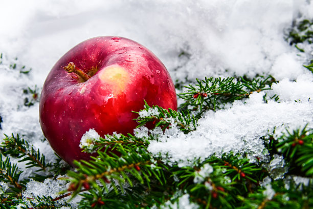 雪、松树和苹果素材图片