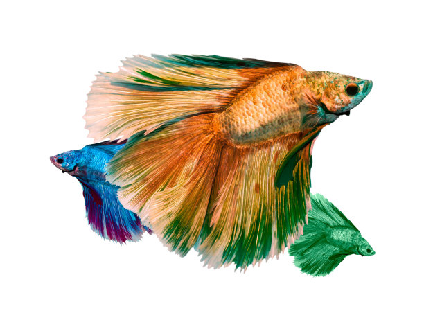 鱼捕捉运动的鱼孤立在白色背景。图片下载