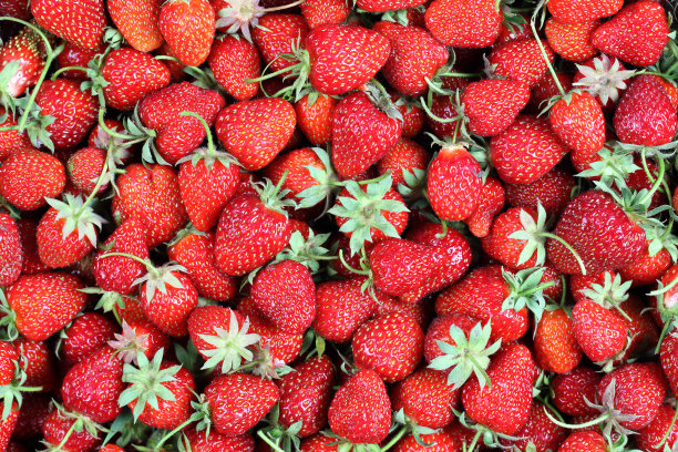 刚收获草莓图片下载