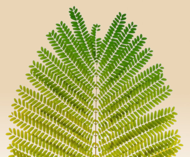 皂角叶图片下载