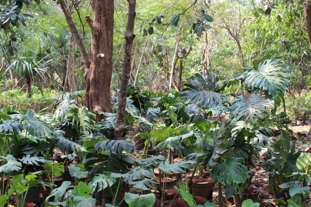 美丽的夏天森林图片下载