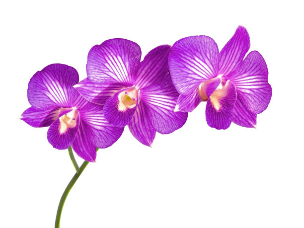 白色背景上的紫色花朵。图片下载