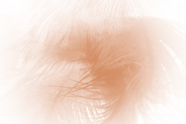 棕色趋向羽毛纹理抽象背景图片下载