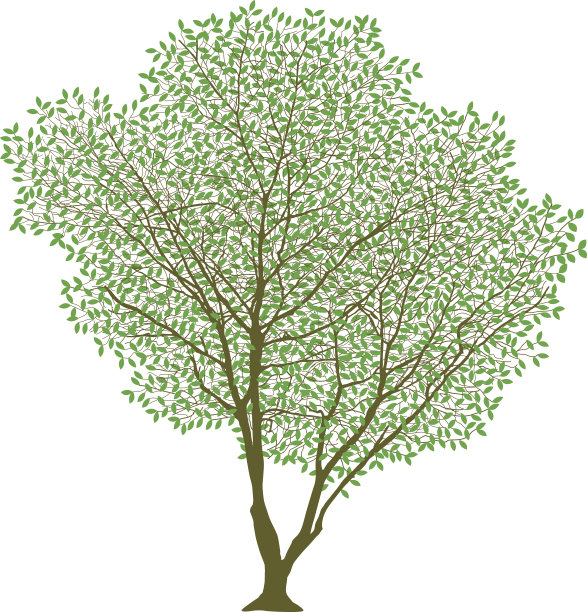 郁郁葱葱的树木图片下载