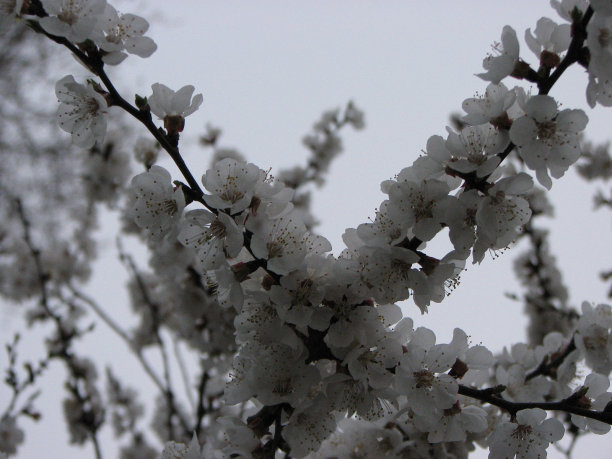 白色的花图片下载