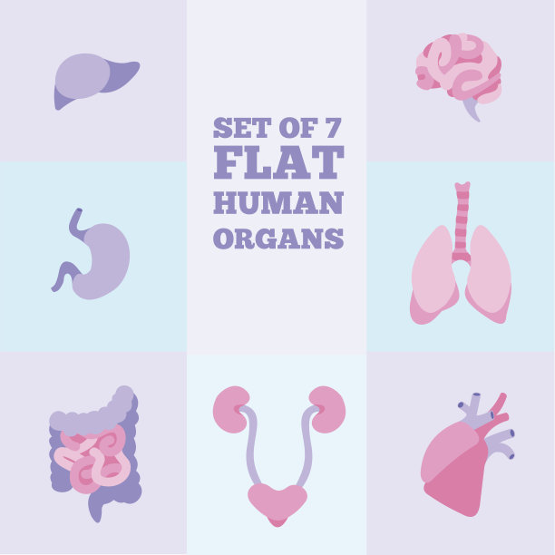 一套扁平的人体内部器官图片下载