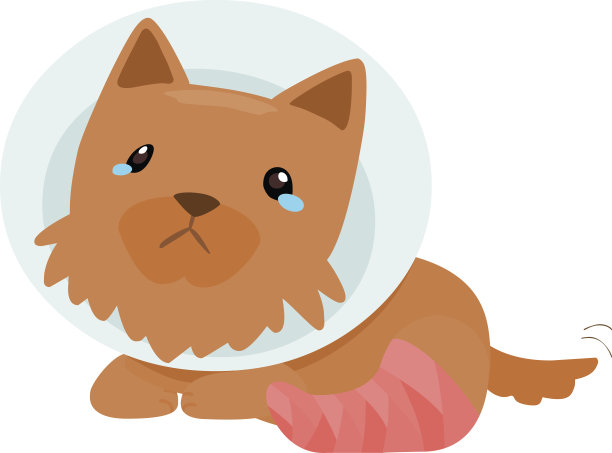 小狗受伤夹板腿矢量插图图片下载