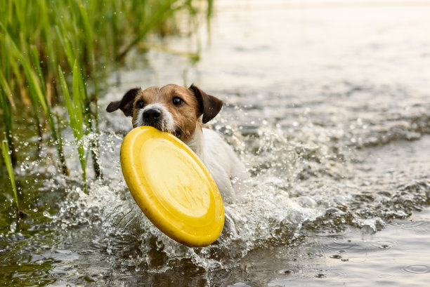 可爱的小猎犬在水里玩黄色玩具图片下载