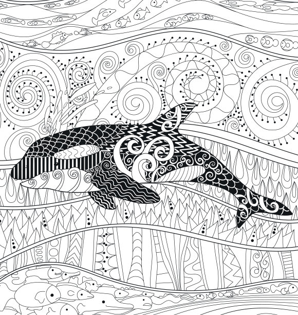 虎鲸的高细节。图片下载