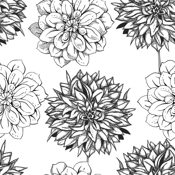 大丽花无缝图案，线条艺术素材图片