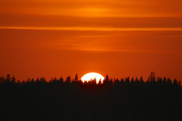 金色的日落掠过森林的剪影图片下载