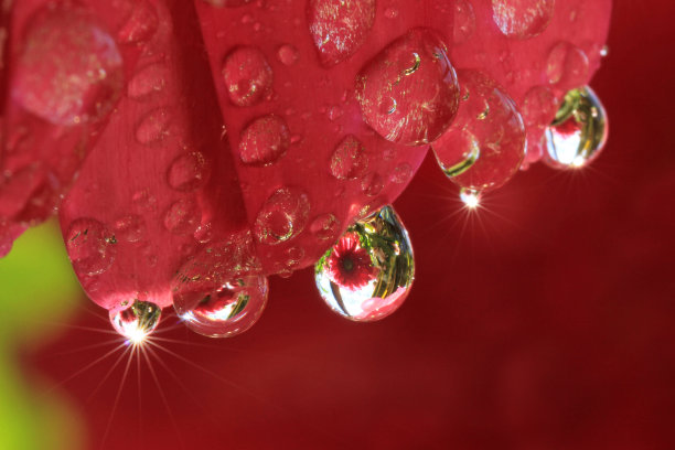 花尖的折射图片下载