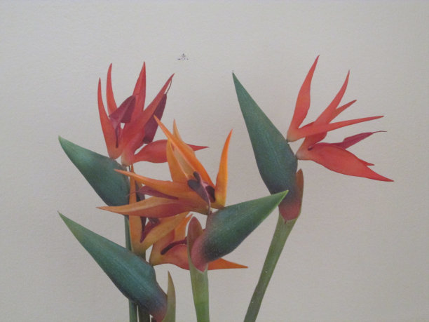 里基植物图片下载