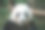 可爱熊猫图片素材ID：130191484