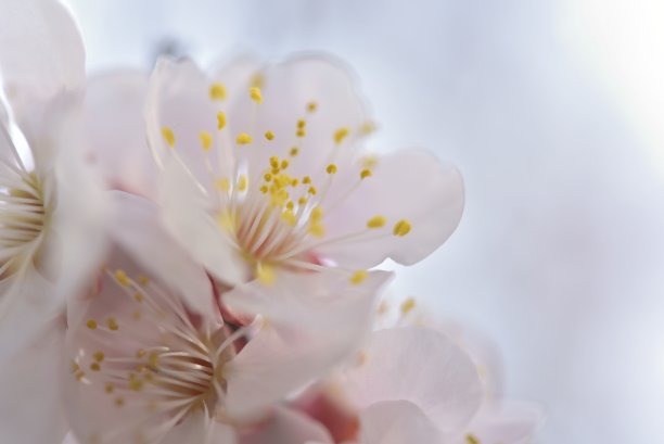 梅花素材图片