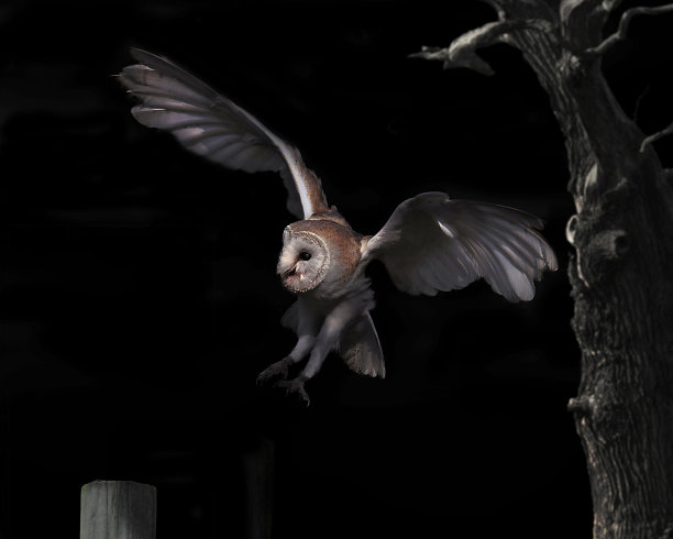 沉默的猎人图片下载