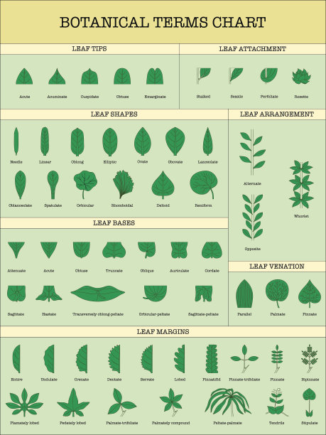 植物词汇表图片下载