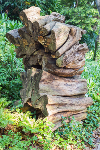 把树萎缩图片下载