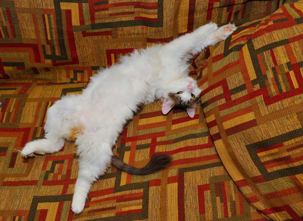 半白的宠物猫，在沙发上摆姿势。图片下载