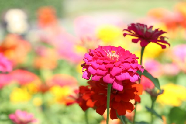 百日线虫五颜六色的花朵图片下载