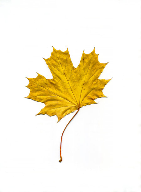 亮黄色的枫叶。图片下载