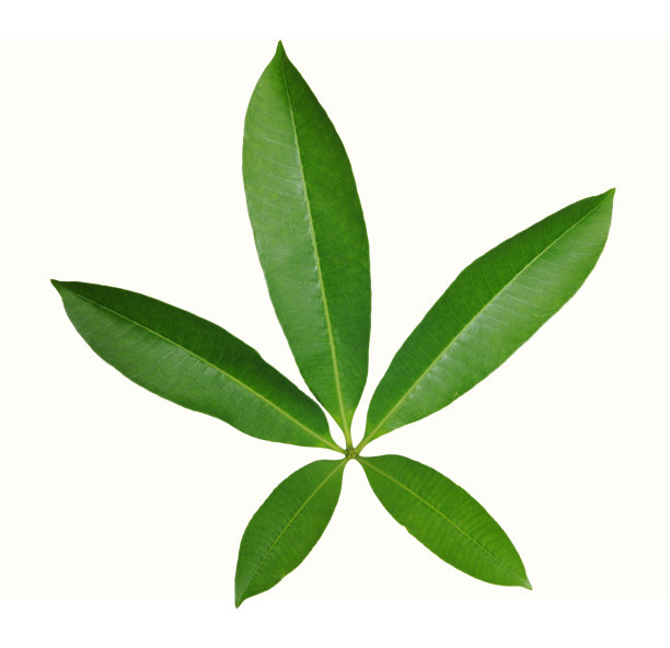 星形叶子孤立在白色背景上图片下载