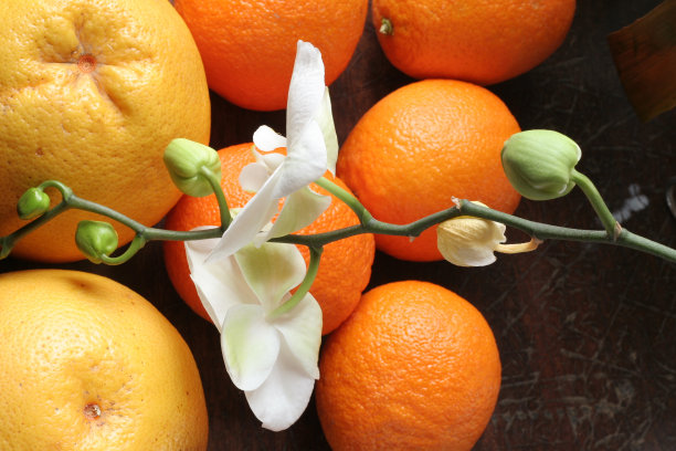 兰花4。图片下载