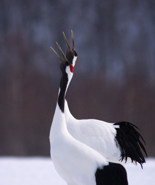 タンチョウの求愛图片下载