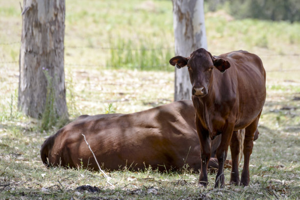 在桉树下休息的牛图片下载