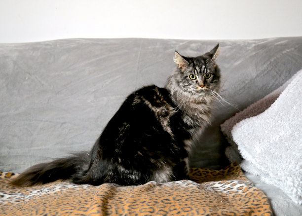 可爱的猫图片下载