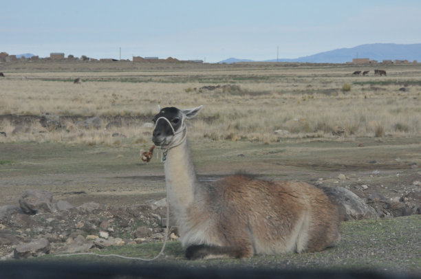 骆驼，玻利维亚图片下载