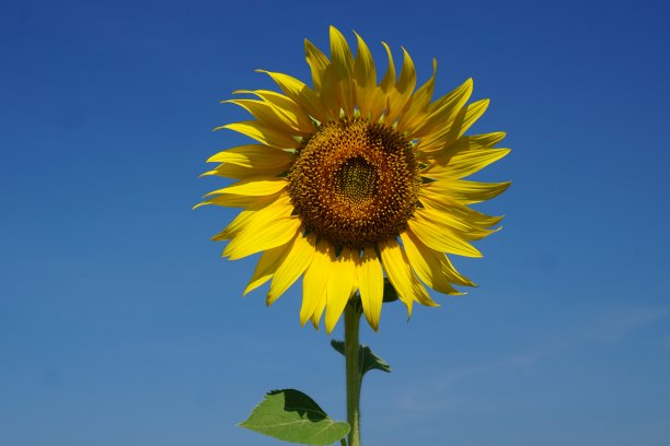 向日葵带着蔚蓝的天空图片下载