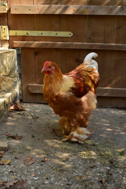 巨大的公鸡图片下载