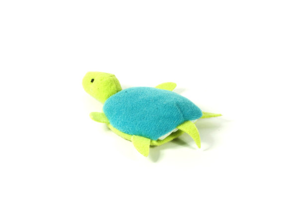 白色背景上的乌龟标本。图片下载