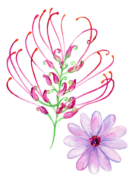 金合欢和黛西图片下载