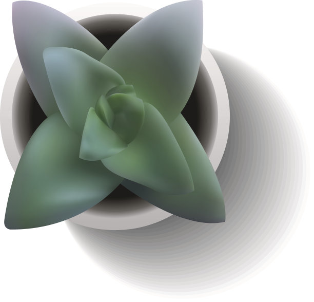 向量多汁crassula图片下载