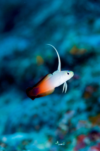 火虾虎鱼图片下载